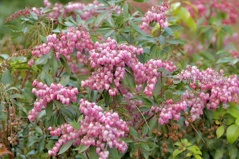 Pieris japonica /日本仙女座花